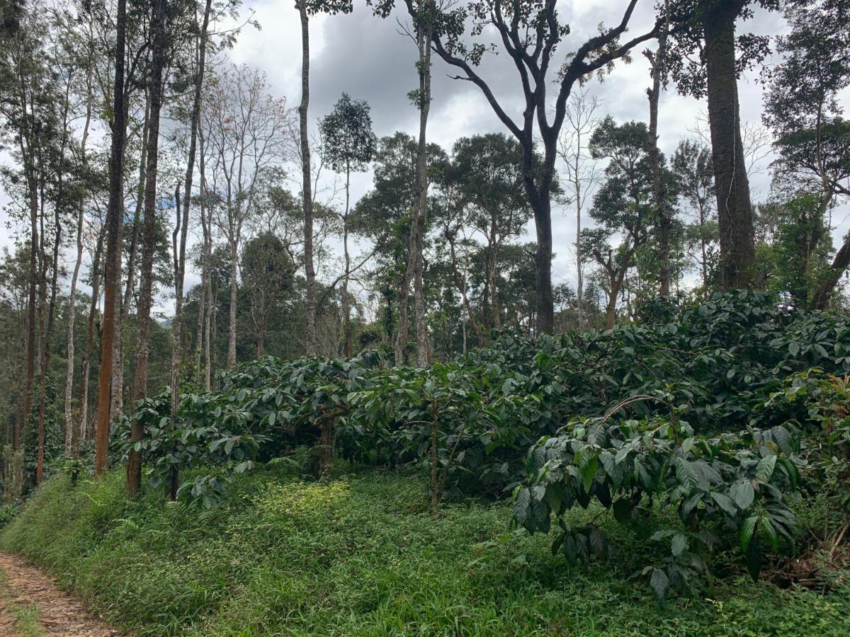 Sandev Homestay Madikeri Extérieur photo
