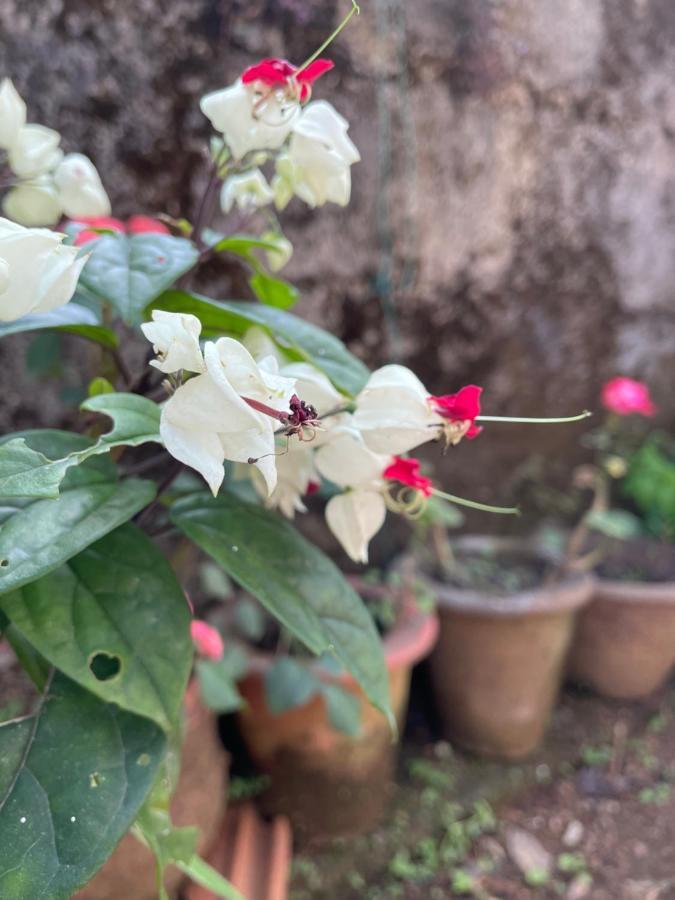 Sandev Homestay Madikeri Extérieur photo